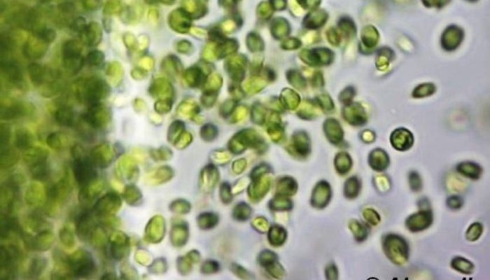 Sederma s'associe à Alganelle pour créer des actifs cosmétiques durables