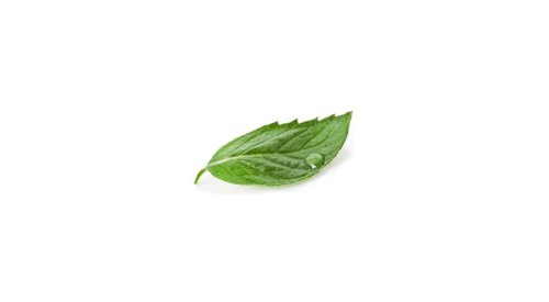 Berkem launches a new range of botanical extracts and floral waters