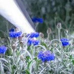 Capsum crée une ferme laboratoire verticale avec la technologie iFarm