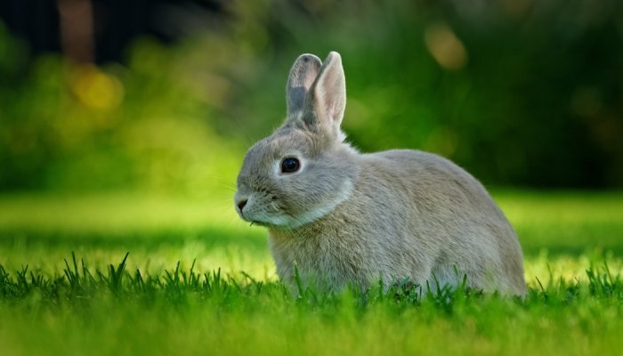 Colombia: Congress votes to end animal testing for cosmetics