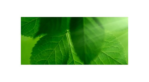 Greenery : La couleur de l'année 2017 selon Pantone