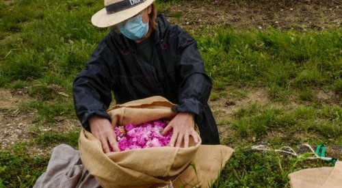 Masks blossom among roses at French perfume capital