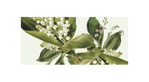 Perfumes: Symrise innovates with a lily of the valley note from sustainable sources