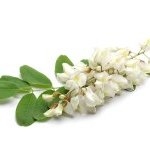Skin'Calm est extrait de la fleur d'acacia robinier (Robinia pseudoacacia)