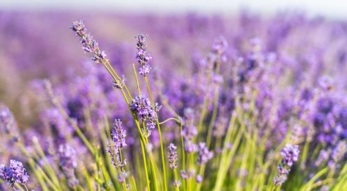 Symrise strengthens in fine fragrance with SFA Romani and Neroli acquisitions