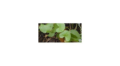 Bayer highlights new properties for its active Heterosides of Talapetraka