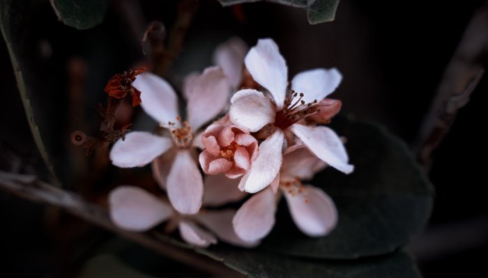 L'Occitane trouve des pistes d'innovation dans l'histoire des plantes à parfum