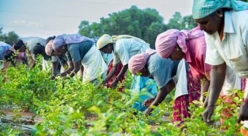 India's jasmine opportunity: a traceable, sustainable supply chain