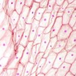 Selon Givaudan, Sericoside peut offrir une seconde jeunesse à la peau en « réinitialisant sa mémoire cellulaire ».