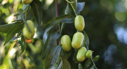 Mibelle Biochemistry lance un nouvel ingrédient naturel pour une peau lumineuse