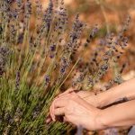 Plante iconique des paysages provençaux, la lavande compte en réalité plusieurs espèces, aux modes de cultures et aux profils olfactifs variés (Photo : dsm-firmenich)