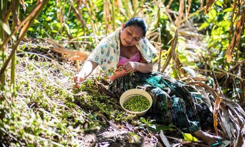 Nelixia extrait durablement les parfums de la biodiversité d'Amérique latine