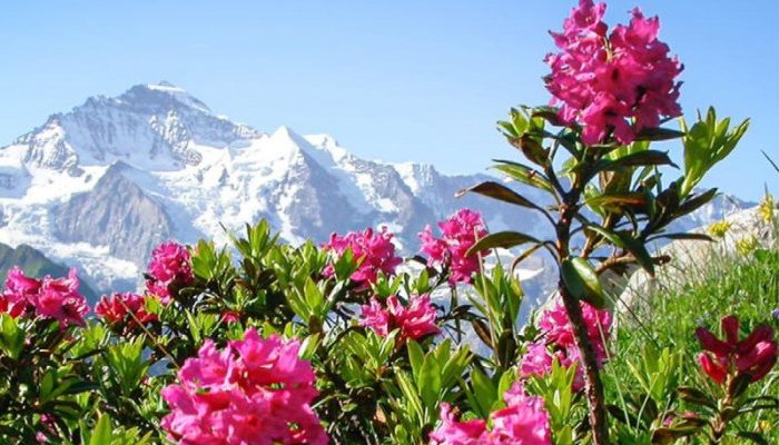 Contre la sénescence cellulaire, Mibelle fait appel à la rose des Alpes