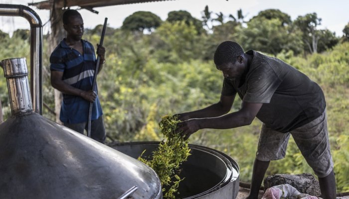 Comores : La distillation de l'ylang-ylang cherche à devenir plus durable