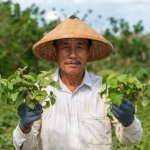 Patchoul'Up est fabriqué par fractionnement vert à partir de feuilles de patchouli distillées - issues d'une filière responsable en Indonésie - après utilisation de la plante comme matière première de parfumerie (Photo : Givaudan)
