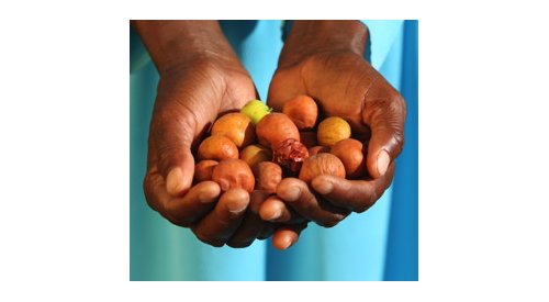 Biodiversity offers branding opportunities, says UEBT
