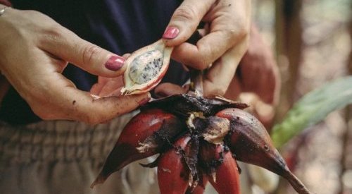 Lautier 1795 renoue avec la vente de matières premières de parfumerie