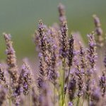 Plante iconique des paysages provençaux, la lavande compte en réalité plusieurs espèces, aux modes de cultures et aux profils olfactifs variés (Photo : dsm-firmenich)