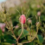 Rose d'Oman : Amouage pose les bases d'une nouvelle matière première (Photo : Amouage)