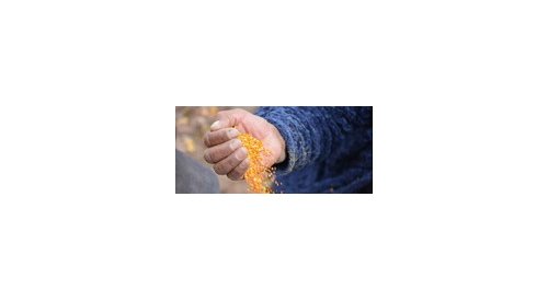 L'Oréal launches a sustainable quinoa husk sourcing programme