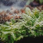 Givaudan recrée l'odeur de la nature après la pluie, le pétrichor