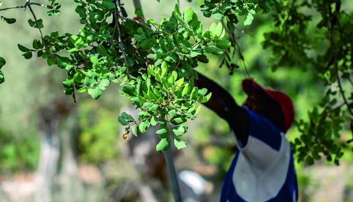 Silab joins UEBT and reaffirms biodiversity commitments