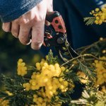 Symrise confie à sa marque de naturels, Maison Lautier 1795, l'exploitation du mimosa de La Croix-des-Gardes (Photo : Symrise)
