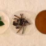 Patchoul'Up est fabriqué par fractionnement vert à partir de feuilles de patchouli distillées - issues d'une filière responsable en Indonésie - après utilisation de la plante comme matière première de parfumerie (Photo : Givaudan)