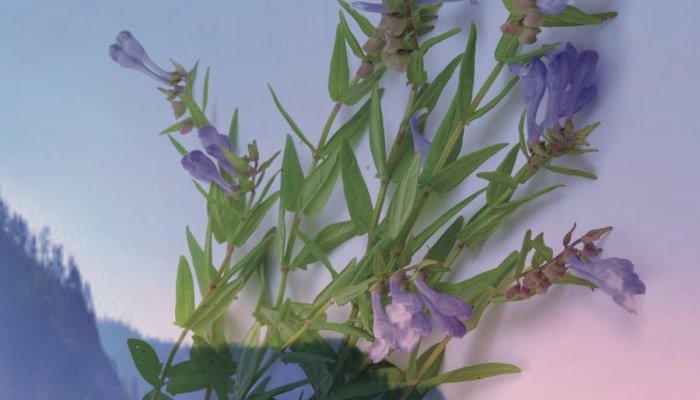 Exsymol vous propose une solution globale pour vieillir… jeune !