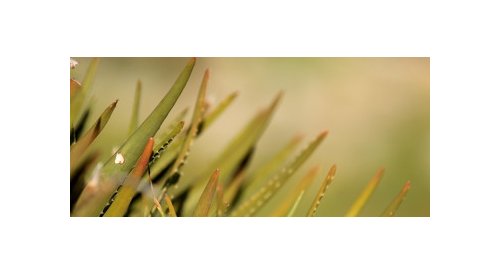 Cosmetic ingredients: Global demand for aloe vera continues growing