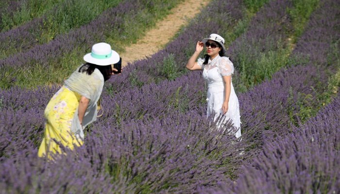 La lavande provençale attire les foules, mais la sécheresse la menace