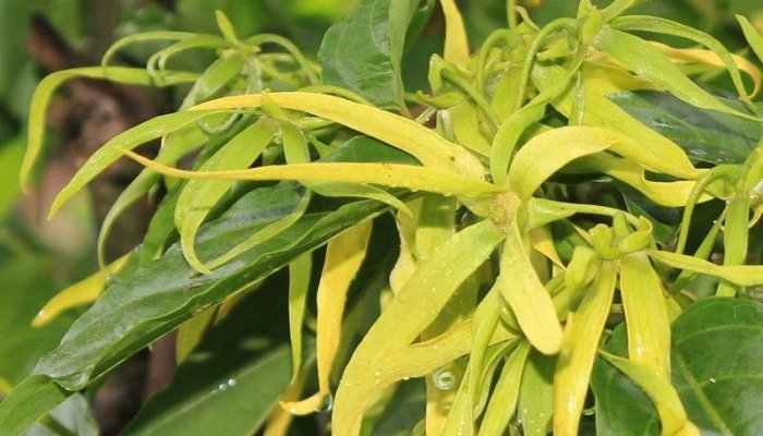 SFP's 2021 International Perfumer-Creator Award will celebrate ylang-ylang
