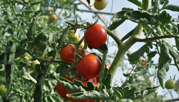 Robertet and Phenix en Provence join forces for eco-designed ingredients