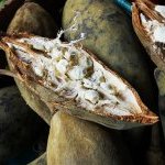Ecohance Soft Baobab d'Evonik est une huile végétale raffinée à partir des graines non comestibles du fruit du baobab. L'ingrédient peut être utilisé comme émollient végétal dans une large gamme de formulations cosmétiques naturelles (Photo : © jonnysek / iStock)