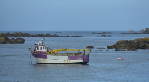 Collapse of seaweed harvests in Brittany sparks concerns over the resource