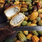 Within their palette of upcycled raw materials, TechnicoFlor perfumers selected cocoa absolute (derived from cocoa pods) and several other materials (Photo: TechnicoFlor)