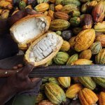 Au sein de leur palette de matières premières surcyclées, l'équipe de parfumeurs a sélectionné l'absolu de cacao (issu des cabosses de cacao) et plusieurs autres matières (Photo : TechnicoFlor)