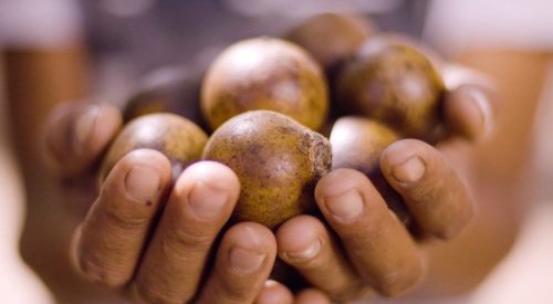 BASF et INOCAS voient l'huile de Macaúba comme alternative à l'huile de palme