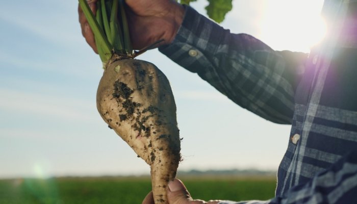 Tereos : Des fructo-oligosaccharides à chaînes courtes pour la beauté
