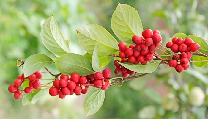 Wild resources: Expanscience has its Chinese Schisandra chain certified