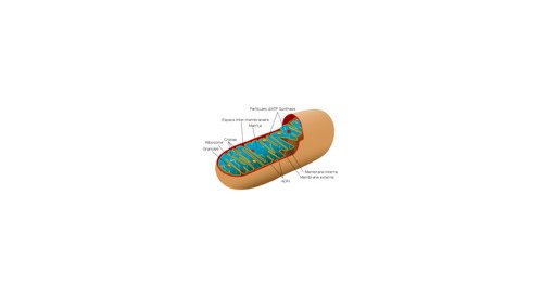 Anti-âge : Stratégies de protection des mitochondries
