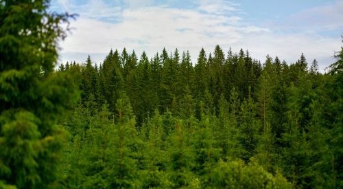 Carton : Metsä Board de nouveau classé Platinum par EcoVadis
