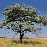 Sericoside is a pure molecule obtained from the roots of Terminalia sericea, a tree that grows in the miombo forest of Central and Southern Africa. (Photo: © EcoPic / iStock)