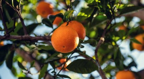 Guerlain s'engage aux côtés de l'UEBT pour la défense de la biodiversité