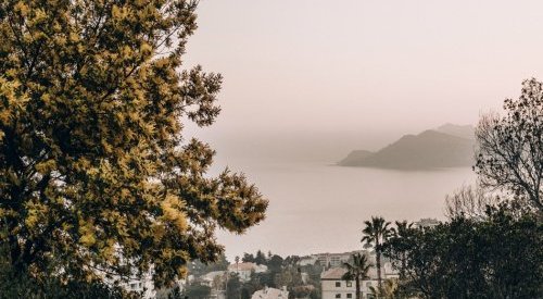 Symrise va créer un absolu de mimosa du domaine de la Croix-Des-Gardes à Cannes