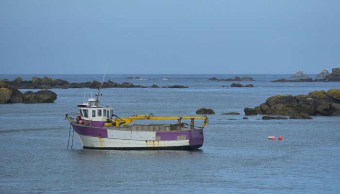 En Bretagne, l'effondrement des récoltes d'algues alerte sur la ressource