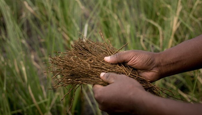 Symrise brings the treasures of Madagascar to perfumers