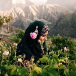 Rose d'Oman : Amouage pose les bases d'une nouvelle matière première (Photo : Amouage)