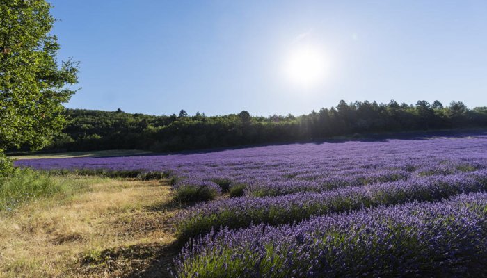 Eden Ecosystem presents new plant extraction model
