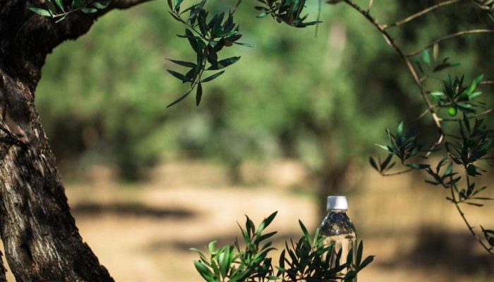 Le squalane d'olive upcyclé pour la Clean Beauty